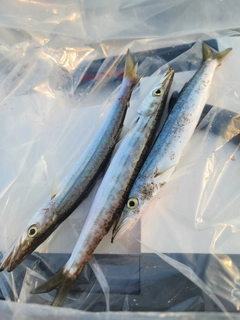 カマスの釣果
