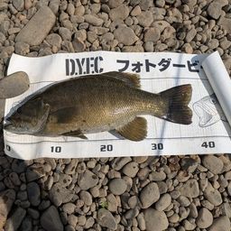 スモールマウスバス