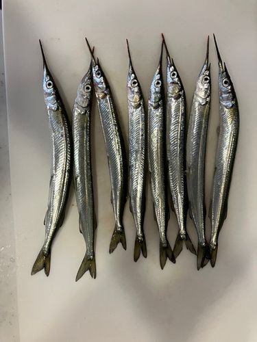 サヨリの釣果
