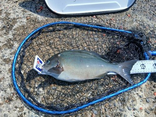 グレの釣果