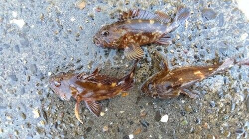 カサゴの釣果