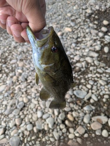 スモールマウスバスの釣果