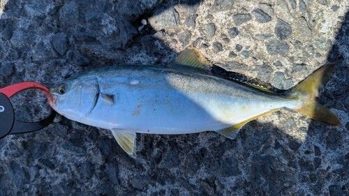 ワカシの釣果