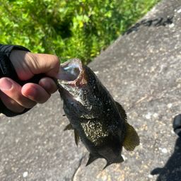 ブラックバス