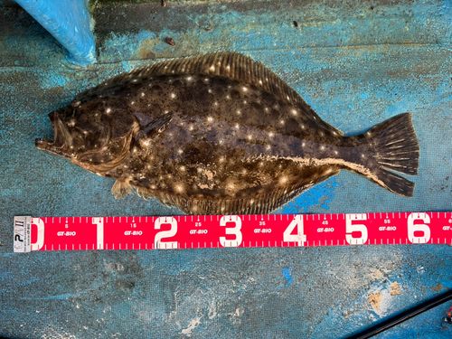 ヒラメの釣果