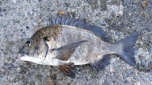 クロダイの釣果