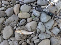 ニゴイの釣果