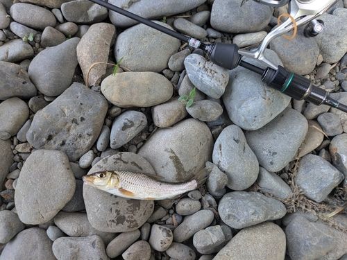 ニゴイの釣果