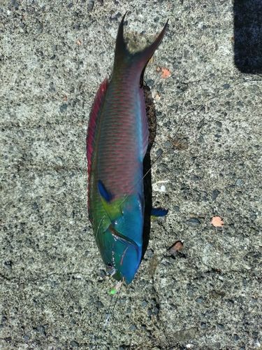 ベラの釣果