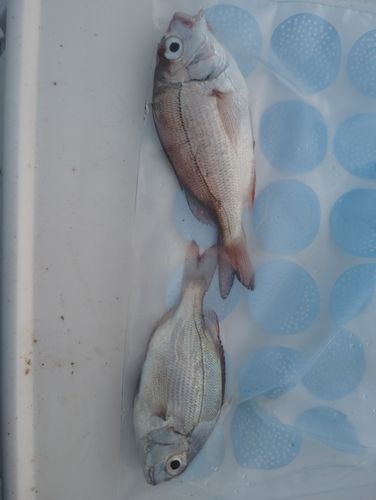 チャリコの釣果