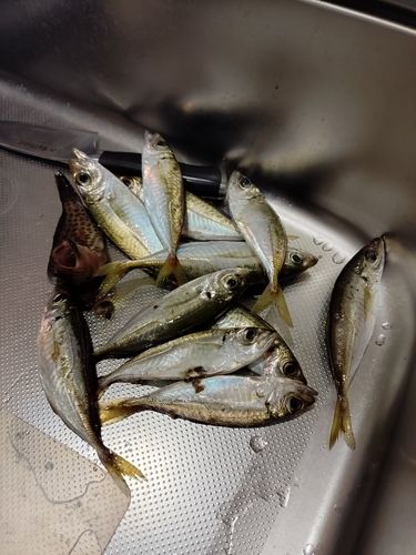 アジの釣果