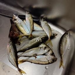 アジ