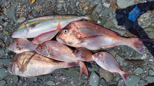 ブリの釣果