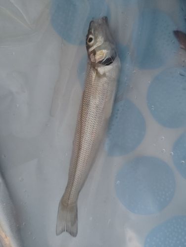 キスの釣果
