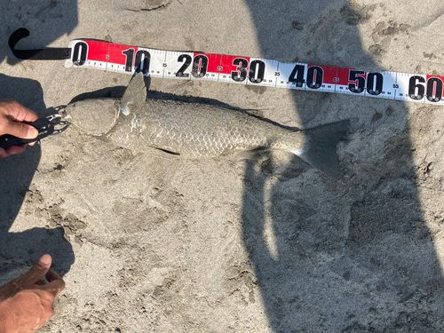 ボラの釣果