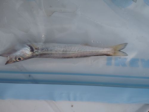 カマスの釣果