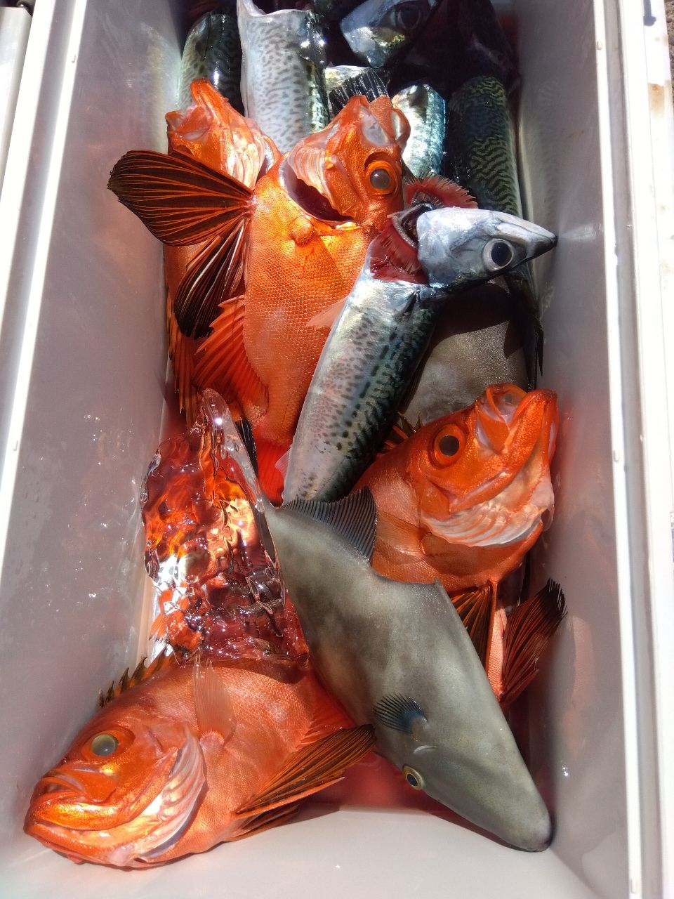 チカメキントキ