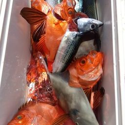 チカメキントキ