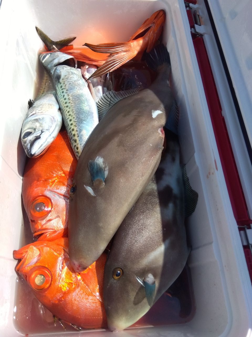 せどおと丸さんの釣果 2枚目の画像