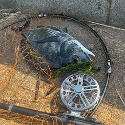 クロダイ