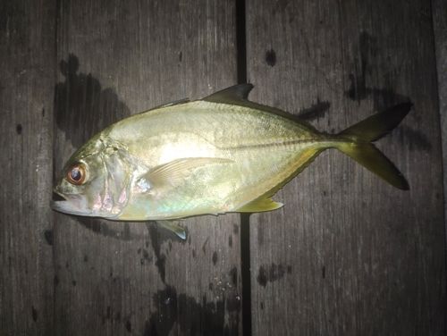 メッキの釣果