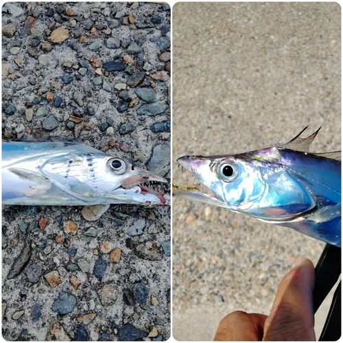 タチウオの釣果