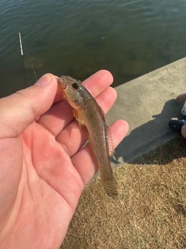 ハゼの釣果