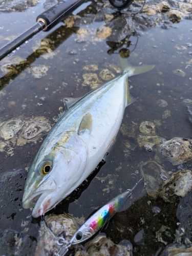 ワカシの釣果