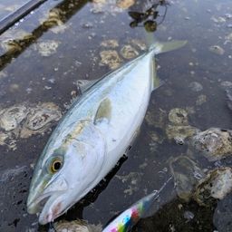ワカシ