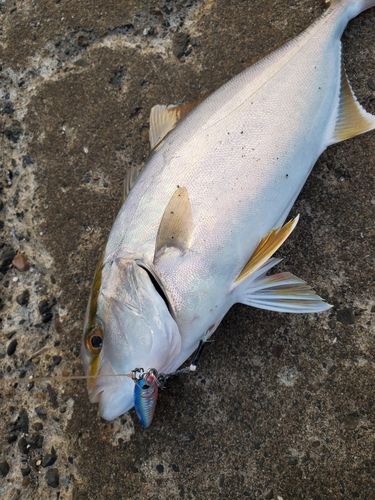 ショゴの釣果