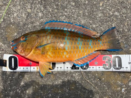 ヒブダイの釣果