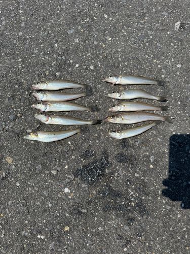 キスの釣果