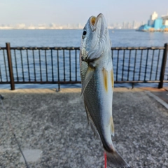 イシモチの釣果