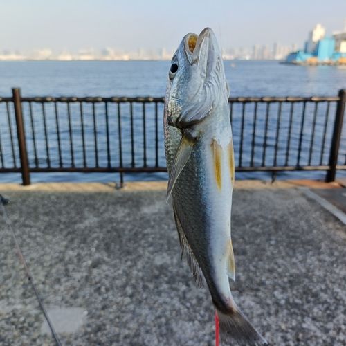 イシモチの釣果