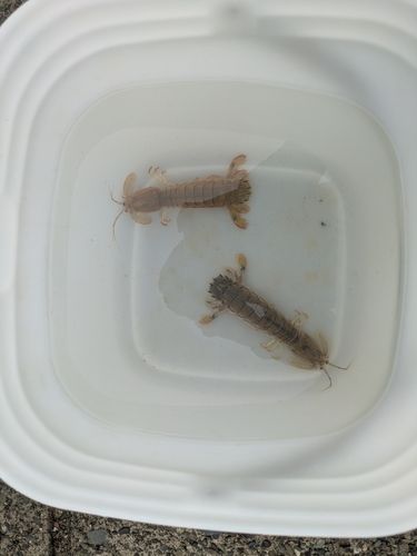 シャコの釣果