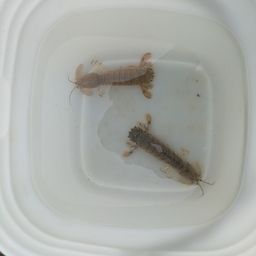 シャコ