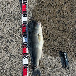 セイゴ（ヒラスズキ）