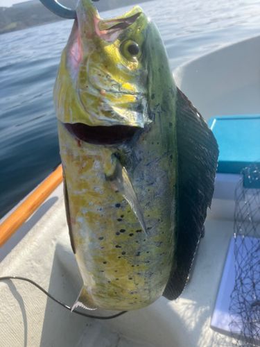 シイラの釣果