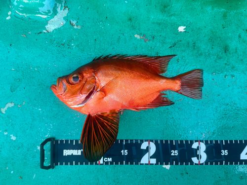チカメキントキの釣果