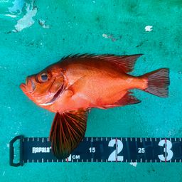 チカメキントキ