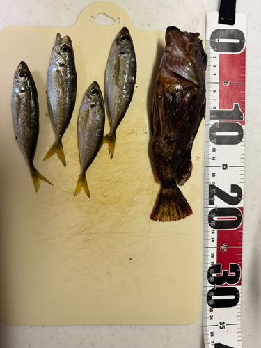 マアジの釣果