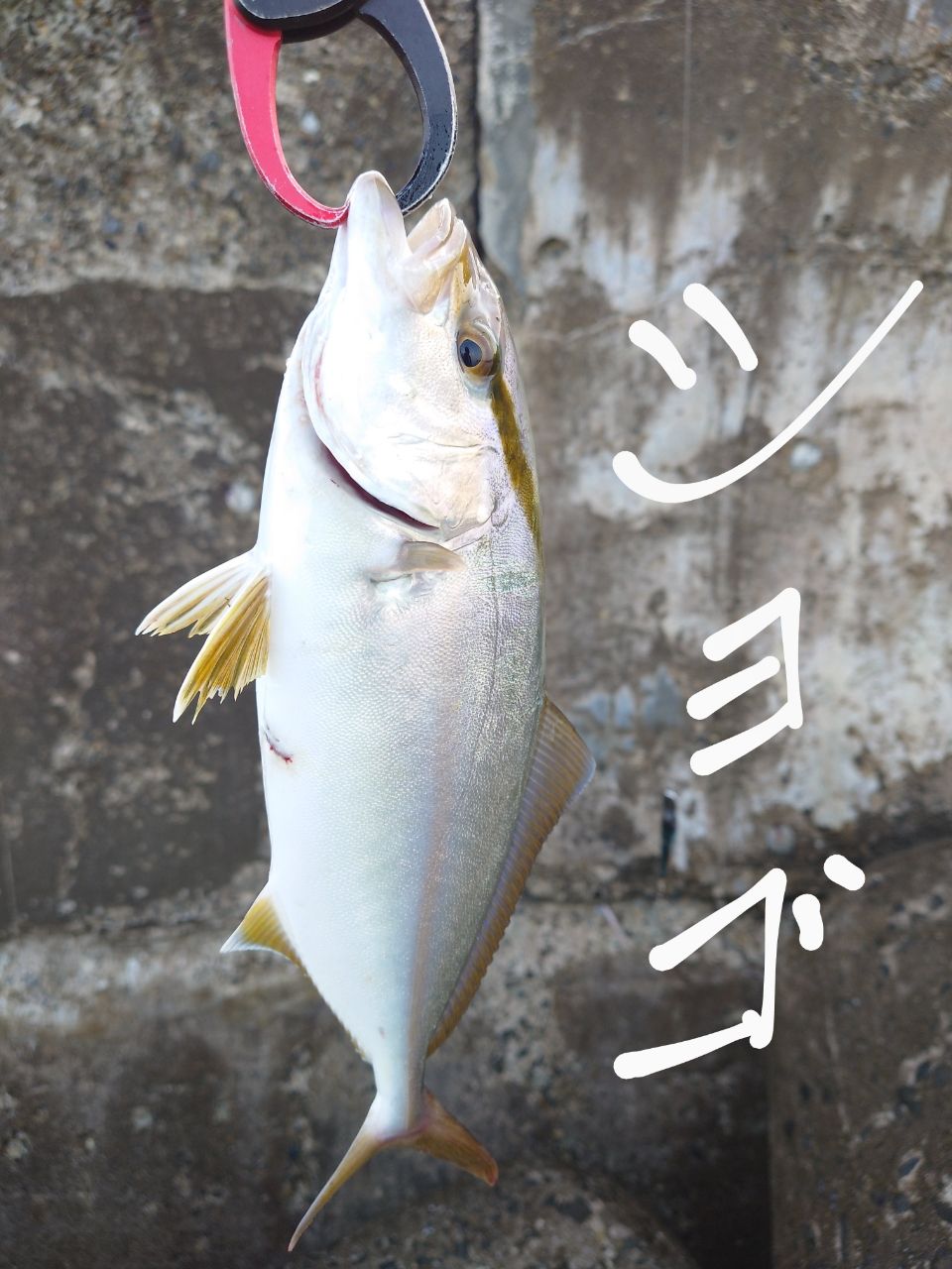 ショゴ