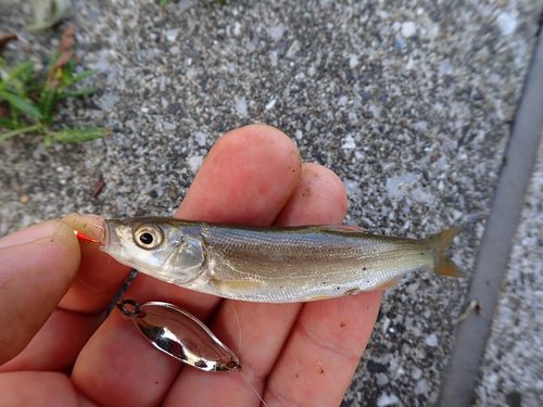ウグイの釣果