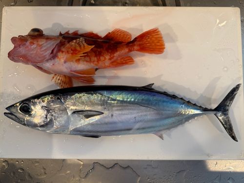 カツオの釣果