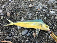 シイラの釣果
