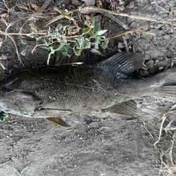 スモールマウスバス