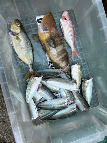 アオハタの釣果