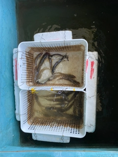 ハゼの釣果