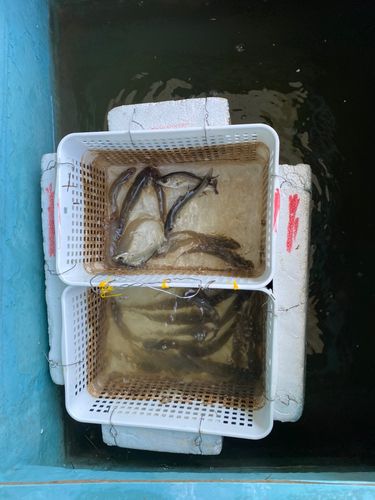 ハゼの釣果