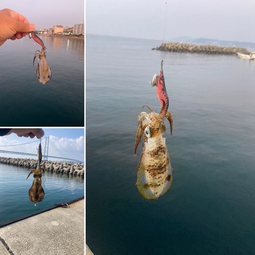 アオリイカの釣果